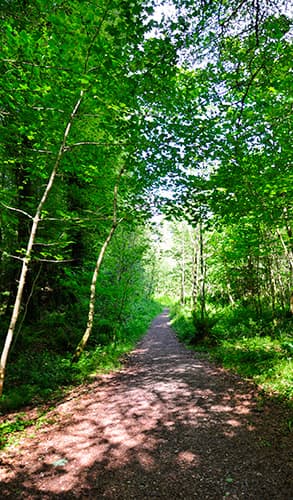 mounstshannon-woodland-293